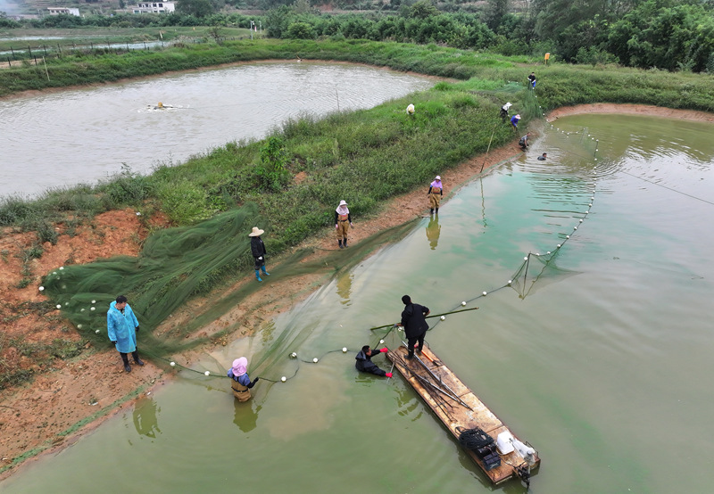 贵州平坝罗氏虾丰收上市。