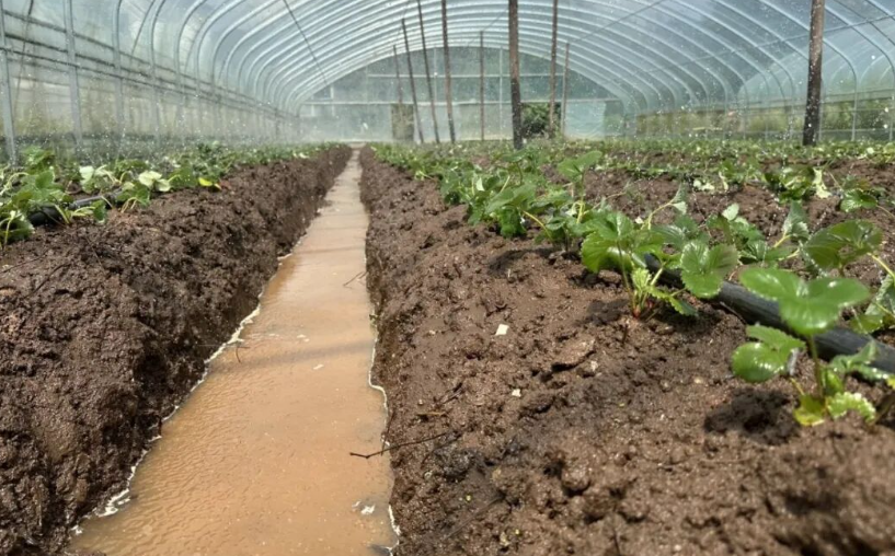 村民正在移栽草莓。周琬祺攝