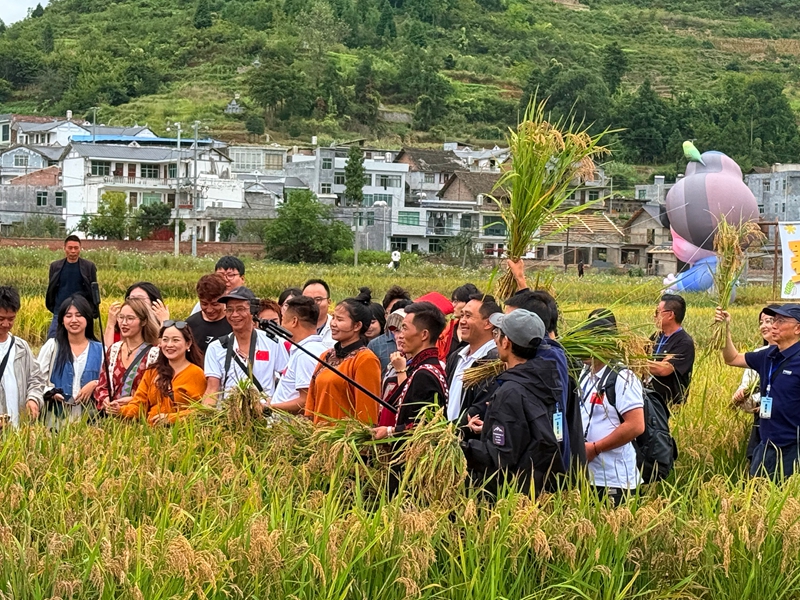 採風團走進七星關區平橋社區百畝稻田。劉心怡攝 .jpg