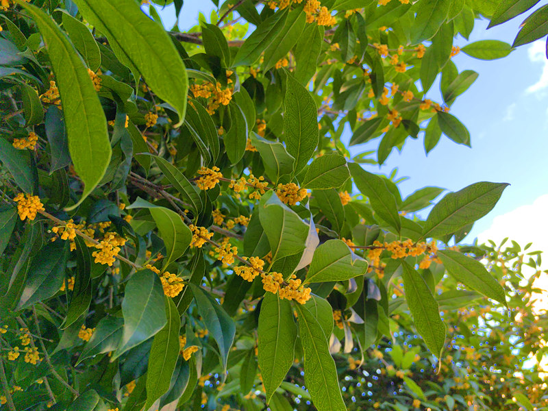 桂花。