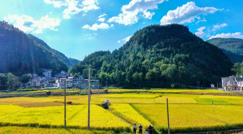 貴州沿河：機械化助力16萬余畝水稻顆粒歸倉