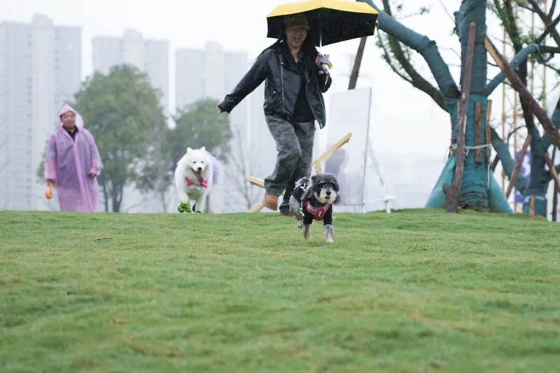 1、宠物快乐奔跑。