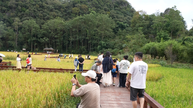 高蕩景區稻田。