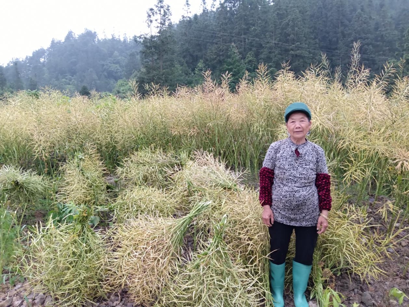 李绍华的母亲在公路边砂石地里的油菜大丰收.jpg