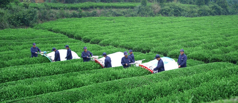 采茶工人用机器采收碾茶鲜叶。金莎摄