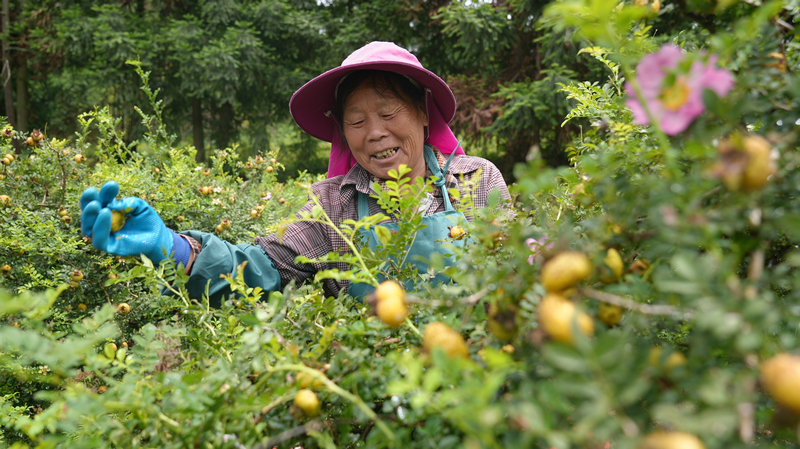 村民正在采摘新鲜的刺梨鲜果。