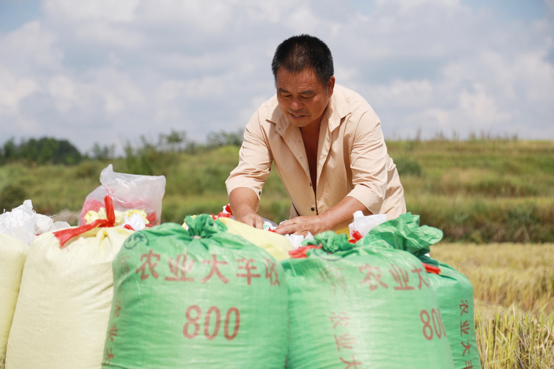 农户正在打包稻谷。