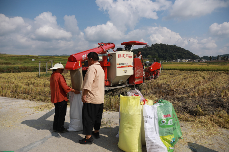 农户正在进行卸粮。