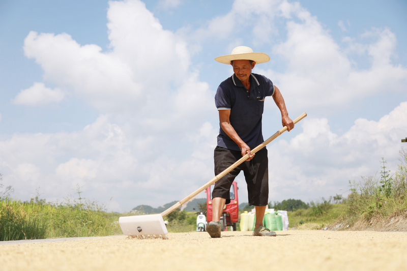 农户正在晾晒稻谷。