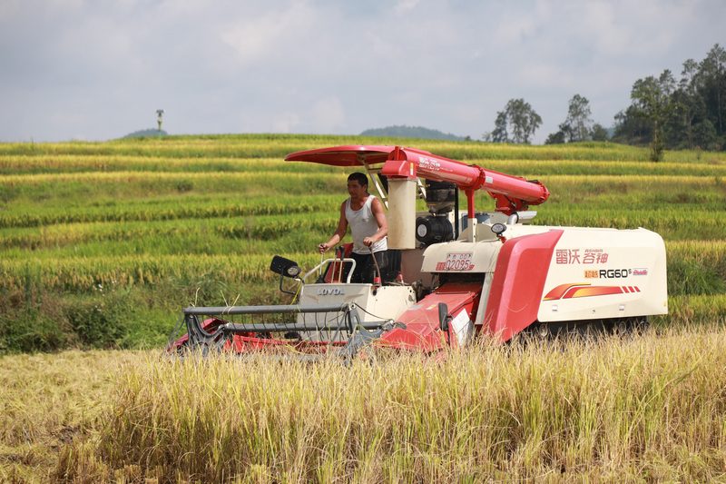 农机手正在机械化收割水稻。