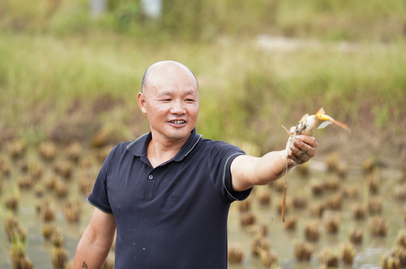 湾滩河村民正在捉鱼。