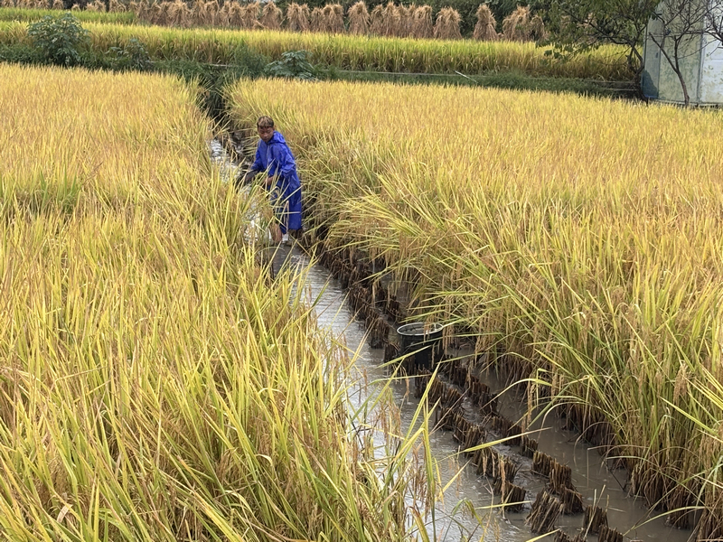 余下村村民正在捉鱼。