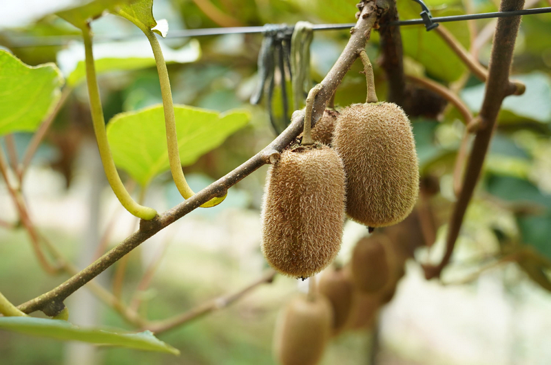 个大饱满的猕猴桃。