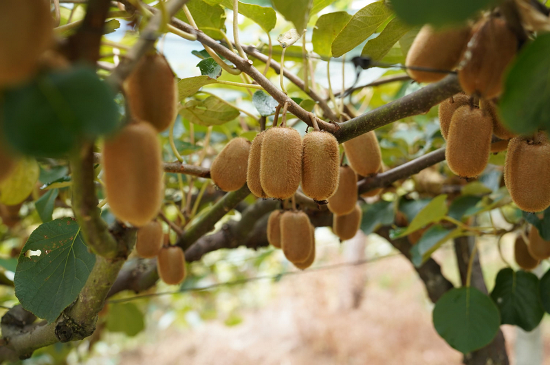 个大饱满的猕猴桃。