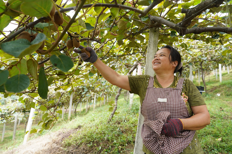 工人採摘獼猴桃。