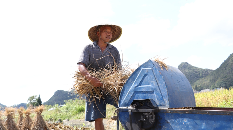 貴州獨山董秧村4000畝水稻開鐮 農機人工齊上陣搶豐收。