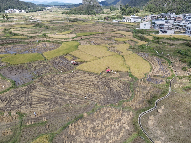 貴州獨山董秧村4000畝水稻開鐮 農機人工齊上陣搶豐收。