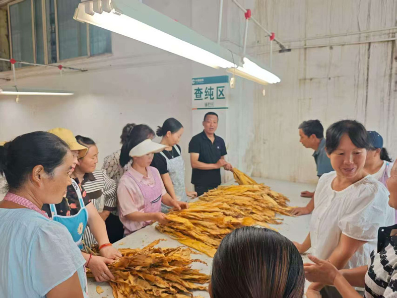 图为工人整理已烘干的烟叶。