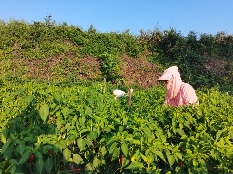 晨曦微光中，椒农采摘辣椒