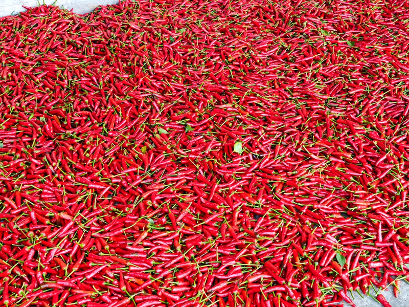 施秉县白垛乡新鲜采摘的辣椒。