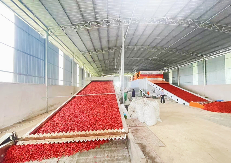 施秉县白垛乡石家湾村辣椒烘烤房内正在进行辣椒烘烤 