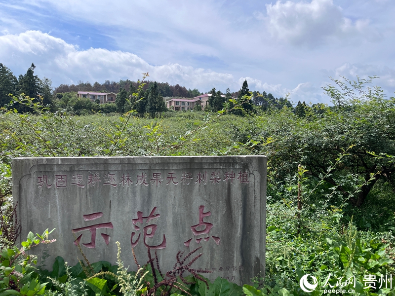 安順市大壩村刺梨種植基地。人民網 陳潔泉攝.jpg