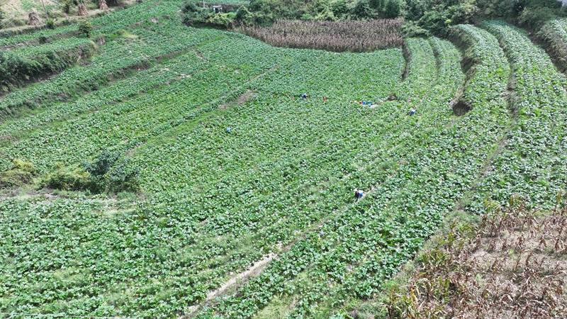 林口鎮大寨村，300多畝西葫蘆喜獲豐收  夏文婧 攝.JPG