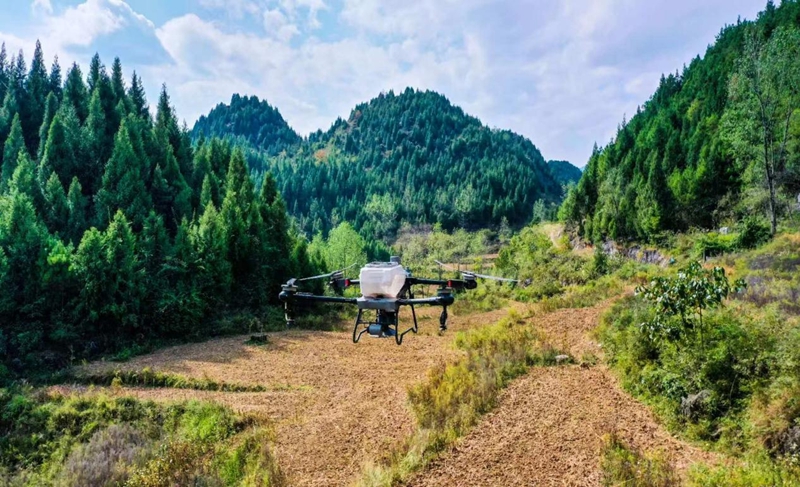 无人机在田地上空飞播撒种.jpg