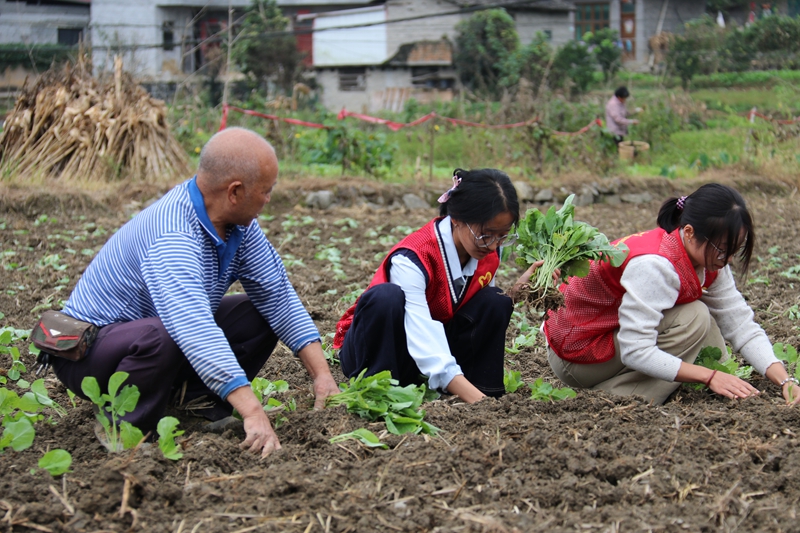 志願者幫助農戶種植油菜。