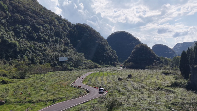 “黃金果”挂枝頭 金刺梨迎豐收。