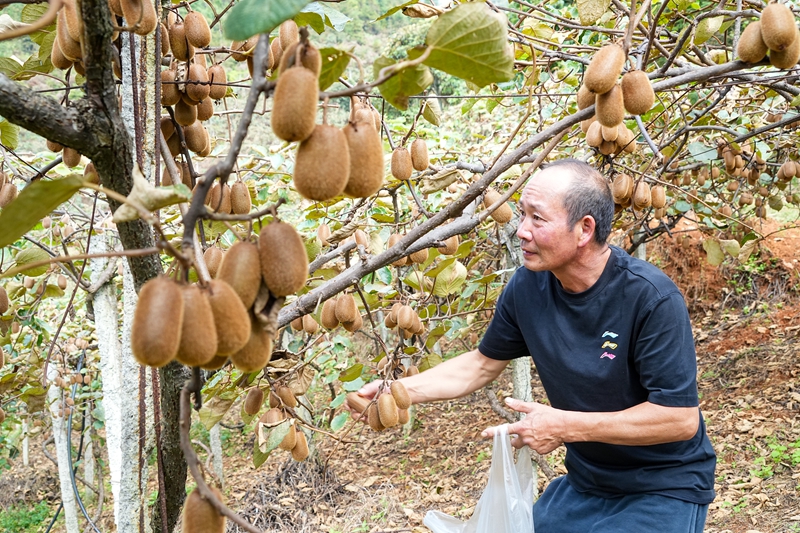 1、種植戶採摘獼猴桃。