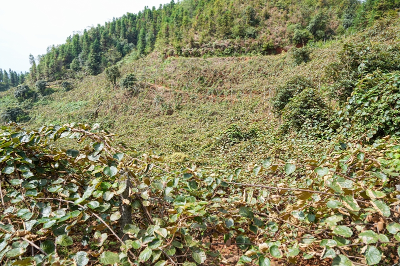 2、種植基地一角。