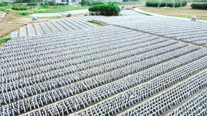 鬆桃孟溪鎮食用菌產業基地。任濤攝