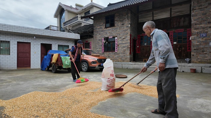 劉杰幫助古寨村民收農作物。徐良帥 侯韜 攝。.jpg