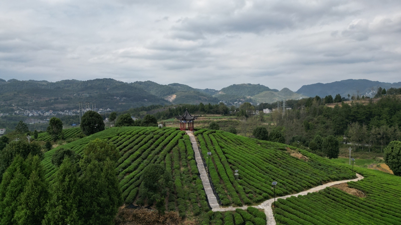 贵州思南：“碾茶”走出茶产业发展新路径 (2).JPG