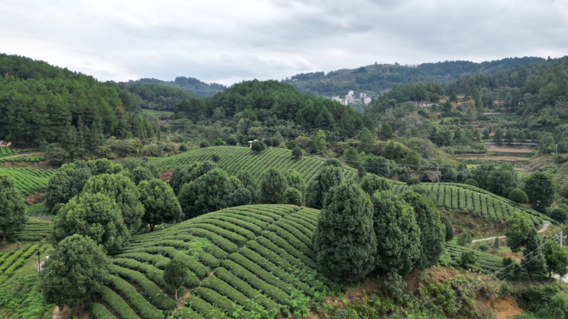 思南“碾茶”走出茶产业发展新路径。
