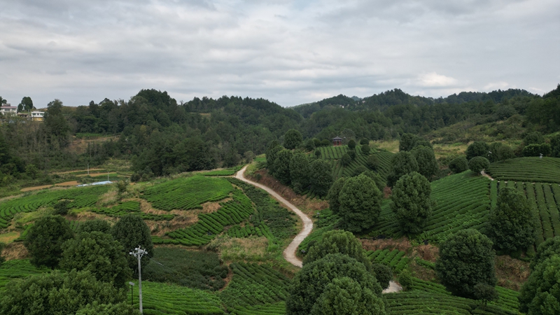 思南“碾茶”走出茶产业发展新路径。