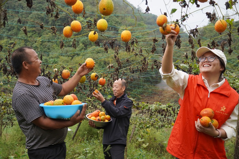 贵州镇远：小吊瓜结出“金瓜籽”  小果实撬动大振兴 (1)
