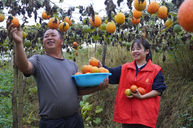 贵州镇远：小吊瓜结出“金瓜籽”  小果实撬动大振兴 (2)