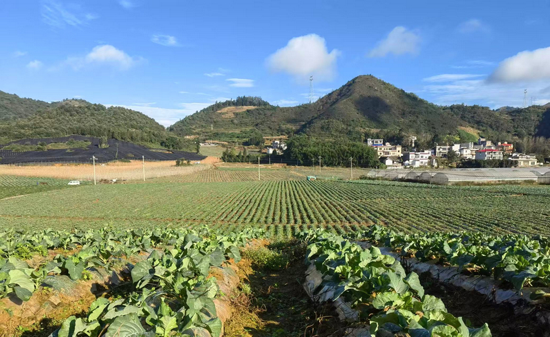 采烤后利用烟地种植的包菜。