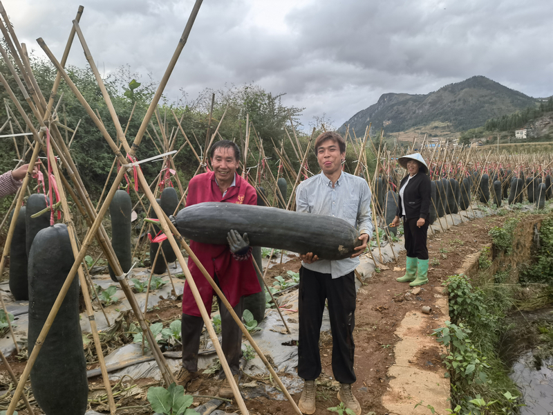 烟农钱顶亮抱着成熟的冬瓜。