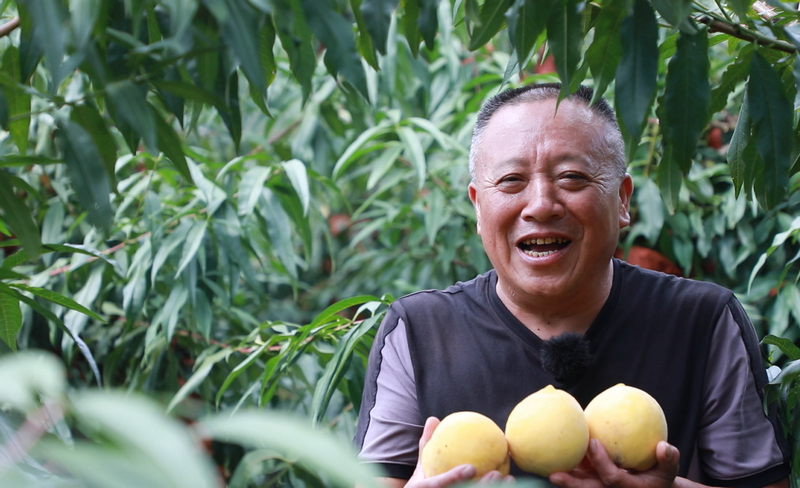 徐正文在桃園裡摘黃桃。