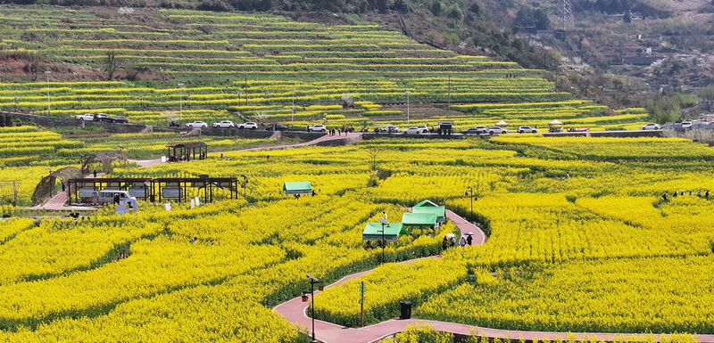 春天，郝官村的油菜花進入盛花期。