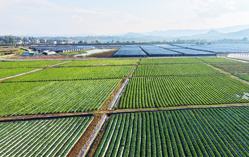 威宁自治县小海镇小海社区连片的蔬菜种植基地一角2 (2).JPG