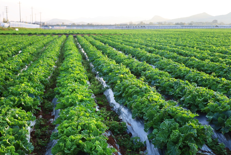 威宁自治县小海镇小海社区长势良好的毛白菜 (2).JPG