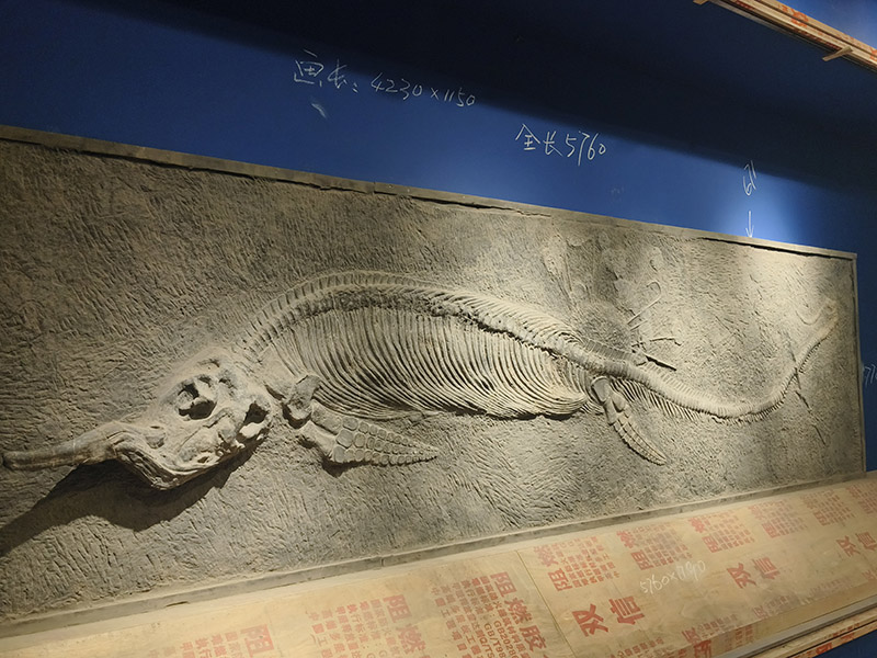 安装好的化石。