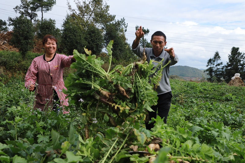 圖為養殖戶正在收割應急蔬菜喂豬