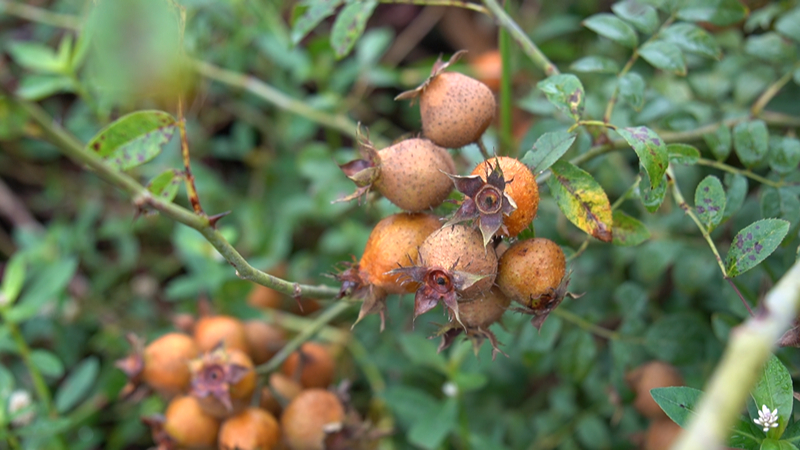 安順經開區金刺梨進入採收季。