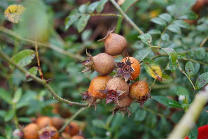 吃干榨淨 安順構建金刺梨全產業鏈。