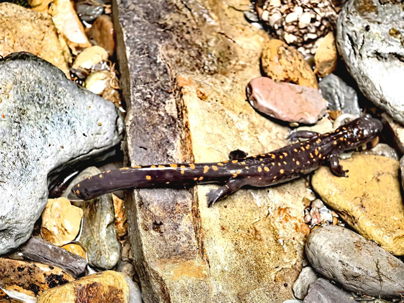 贵州梵净山保护区发现新物种。